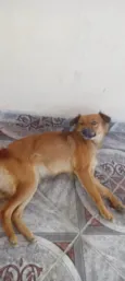 mel