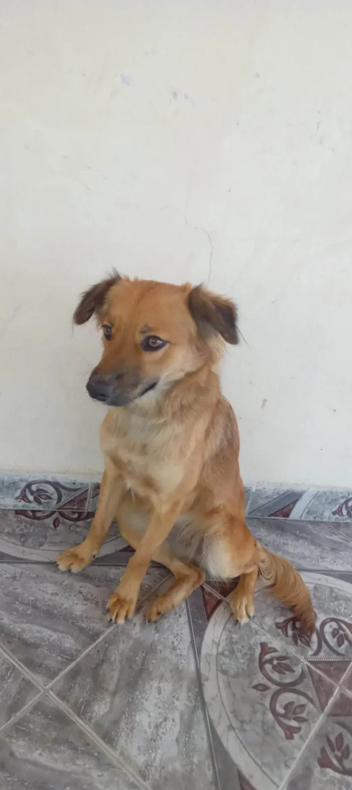 Cachorro ra a SRD-ViraLata idade 7 a 11 meses nome mel