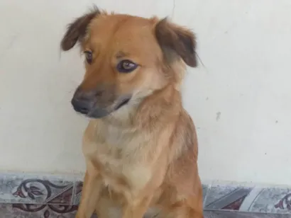 Cachorro raça SRD-ViraLata idade 7 a 11 meses nome mel