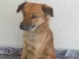mel