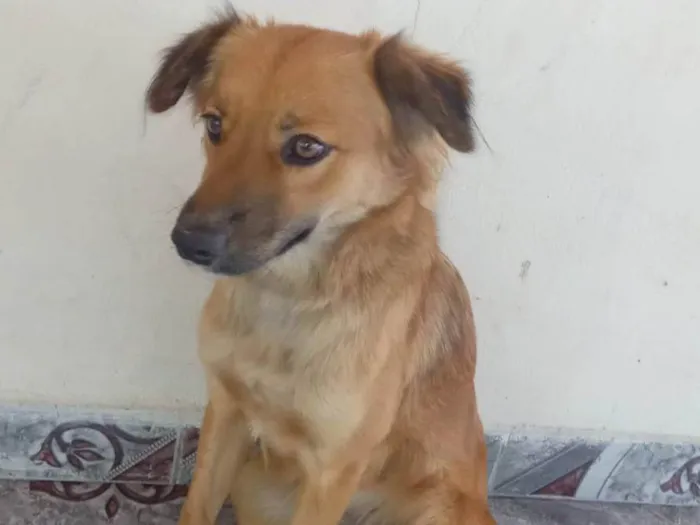 Cachorro ra a SRD-ViraLata idade 7 a 11 meses nome mel