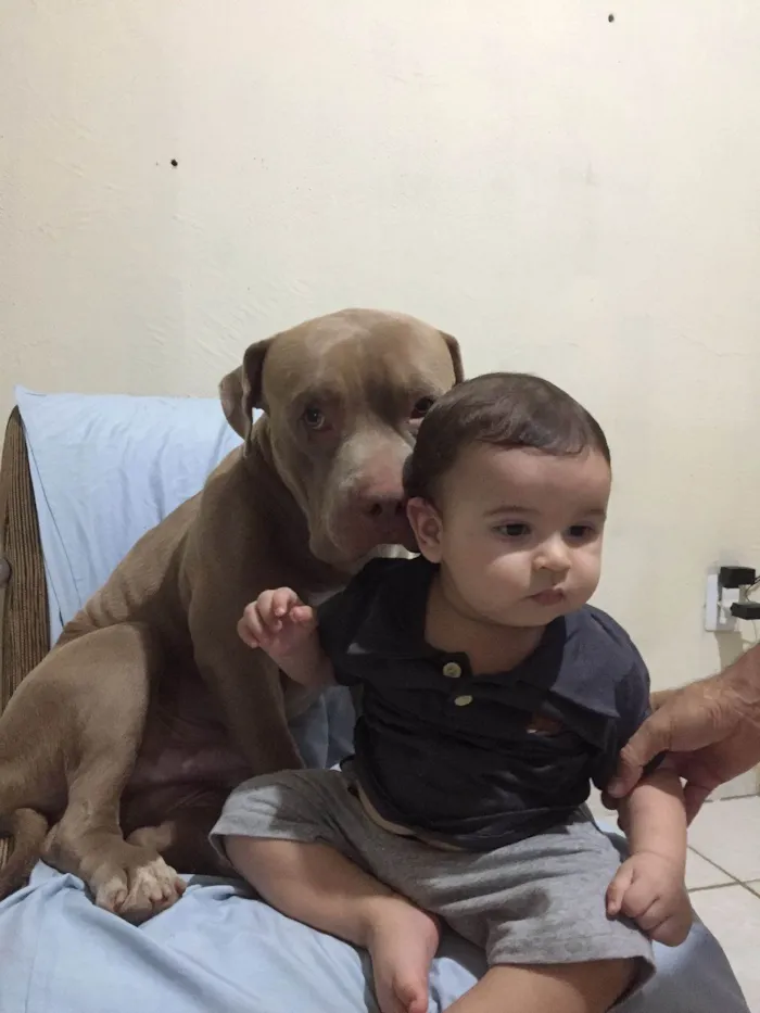 Cachorro ra a Pit-Bull idade 3 anos nome Fred