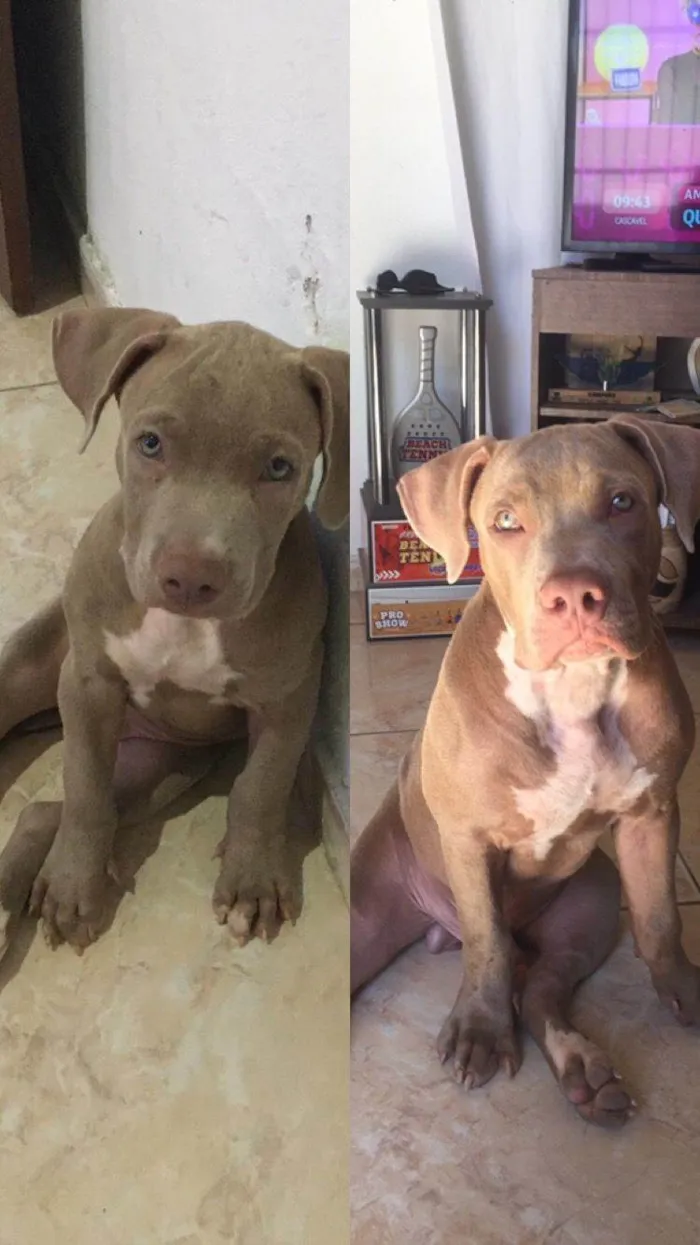 Cachorro ra a Pit-Bull idade 3 anos nome Fred