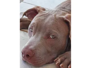 Cachorro raça Pit-Bull idade 3 anos nome Fred