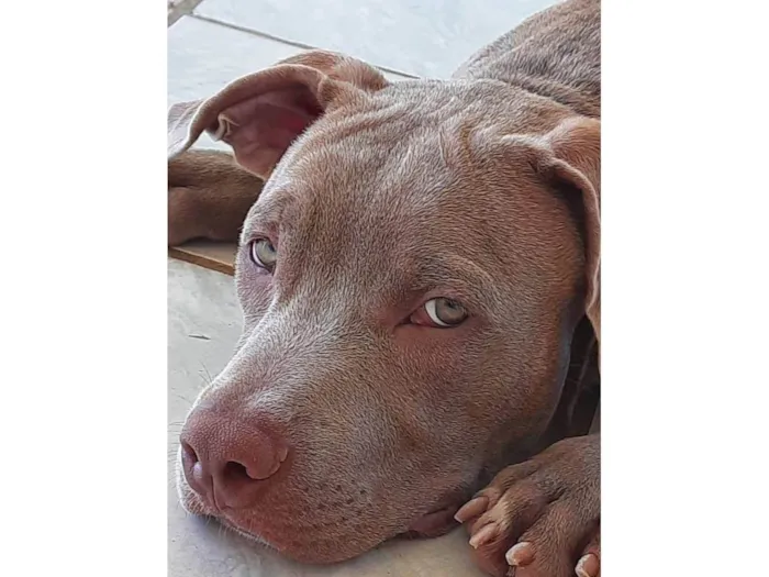 Cachorro ra a Pit-Bull idade 3 anos nome Fred