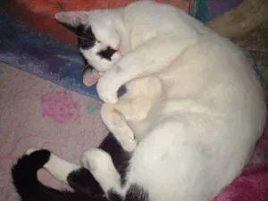Gato raça SRD-ViraLata idade 7 a 11 meses nome Bala 