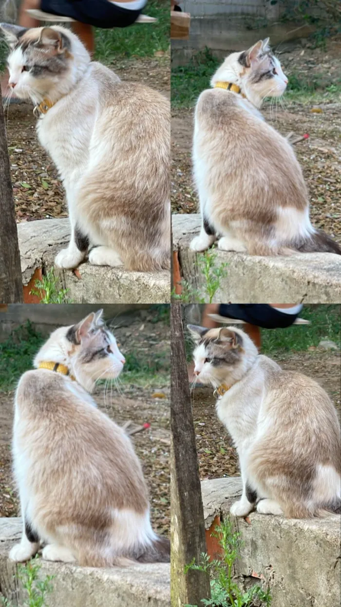 Gato ra a SRD-ViraLata idade 2 anos nome Clarice 