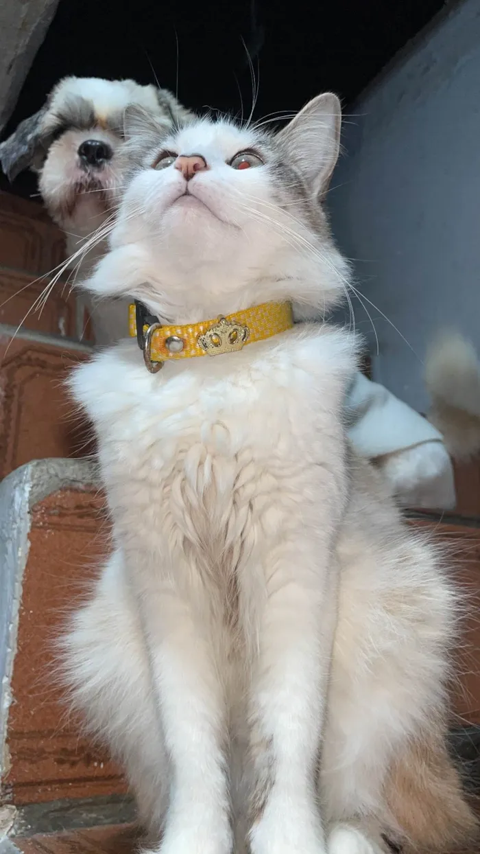 Gato ra a SRD-ViraLata idade 2 anos nome Clarice 