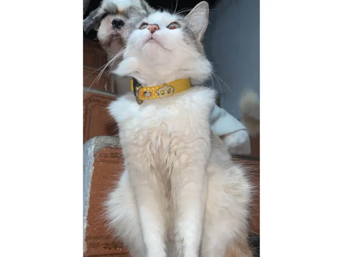 Gato ra a SRD-ViraLata idade 2 anos nome Clarice 