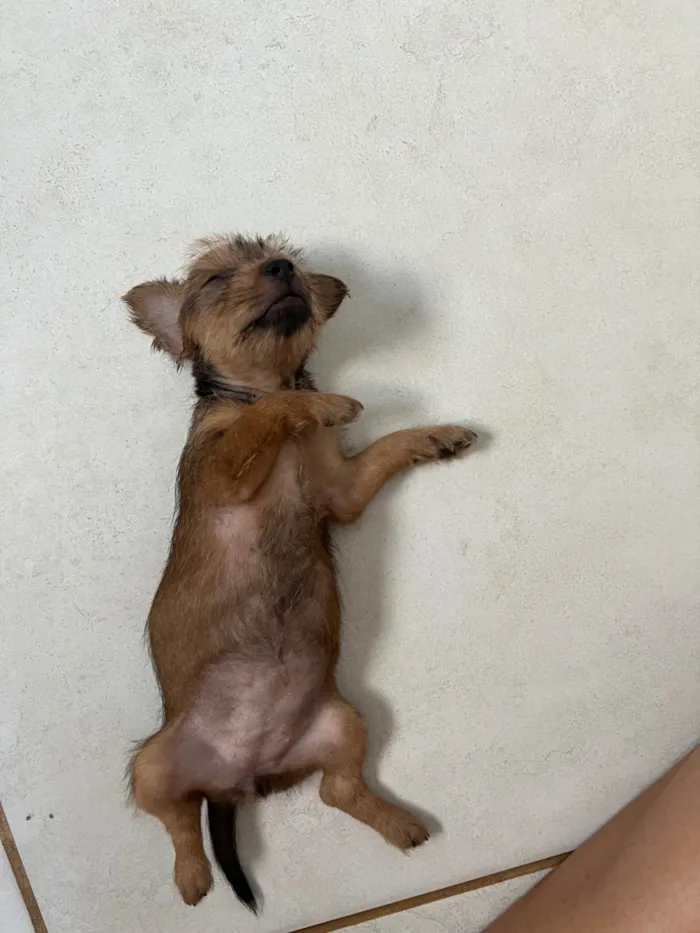 Cachorro ra a Basset-Cofap idade Abaixo de 2 meses nome Doação de cachorrinha