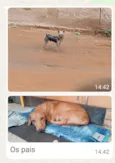 Doação de cachorrinha