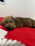Doação de cachorrinha
