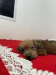 Doação de cachorrinha