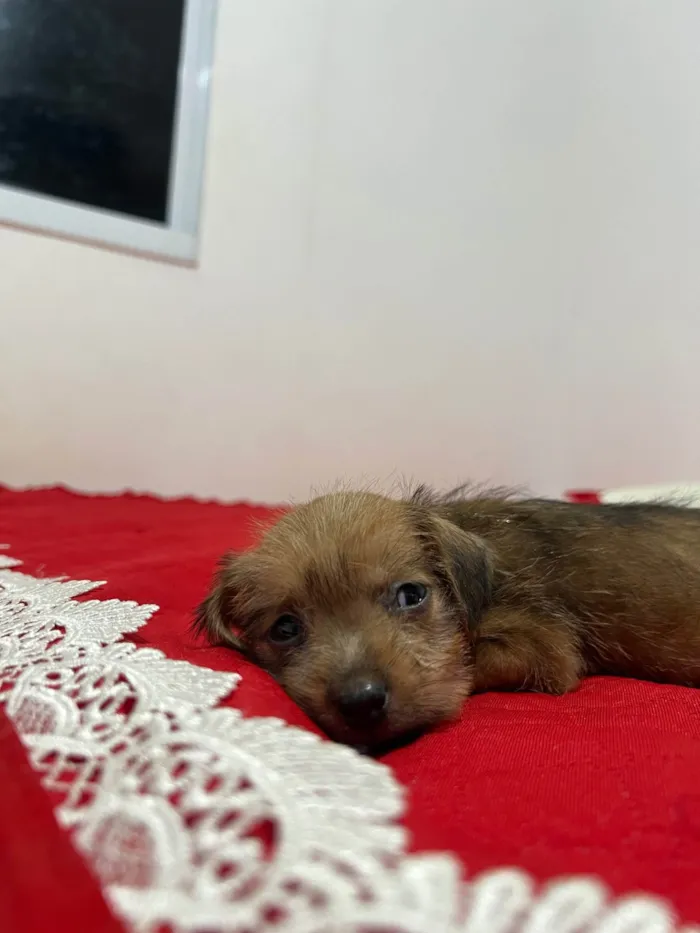 Cachorro ra a Basset-Cofap idade Abaixo de 2 meses nome Doação de cachorrinha