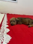 Doação de cachorrinha
