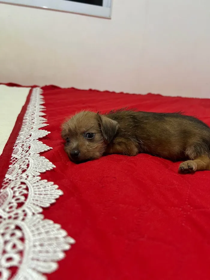 Cachorro ra a Basset-Cofap idade Abaixo de 2 meses nome Doação de cachorrinha