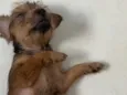 Doação de cachorrinha