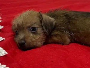 Cachorro raça Basset-Cofap idade Abaixo de 2 meses nome Doação de cachorrinha