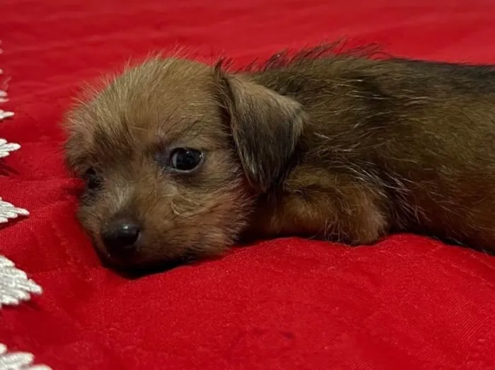 Cachorro ra a Basset-Cofap idade Abaixo de 2 meses nome Doação de cachorrinha
