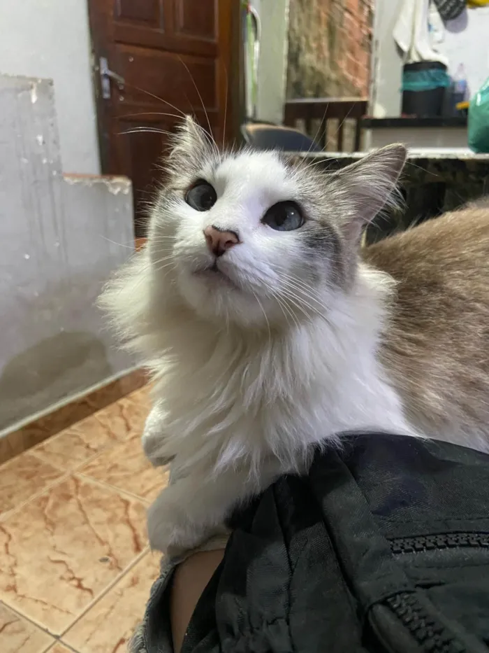 Gato ra a SRD-ViraLata idade 2 anos nome Clarice 