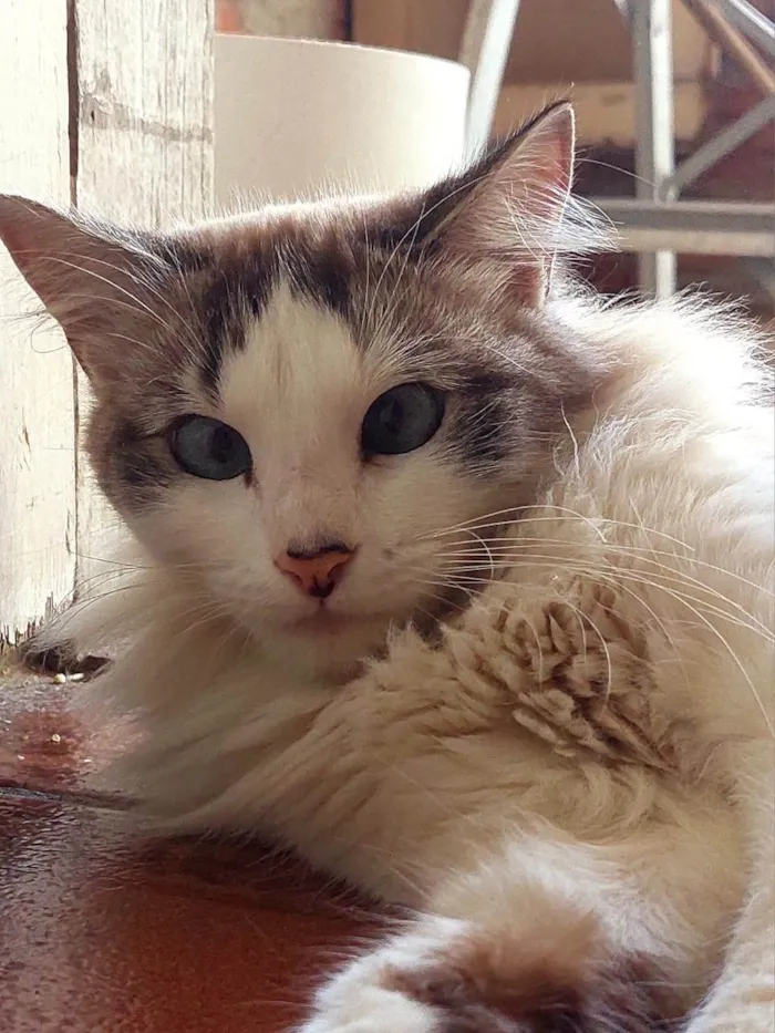 Gato ra a SRD-ViraLata idade 2 anos nome Clarice 