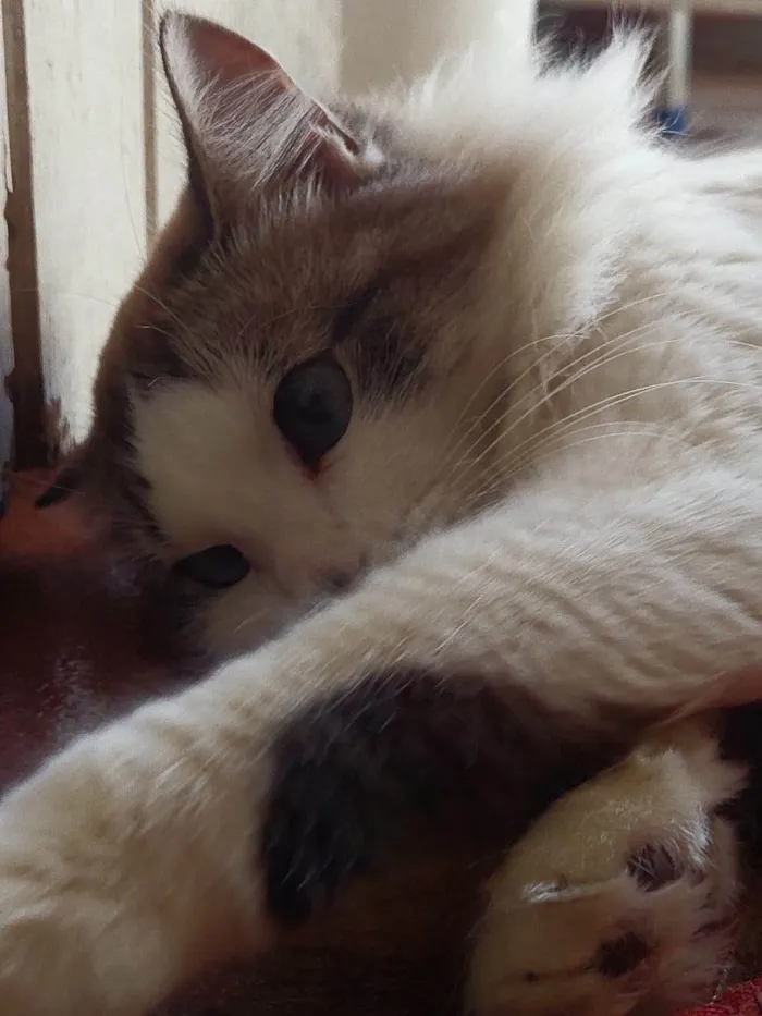 Gato ra a SRD-ViraLata idade 2 anos nome Clarice 
