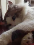 Clarice