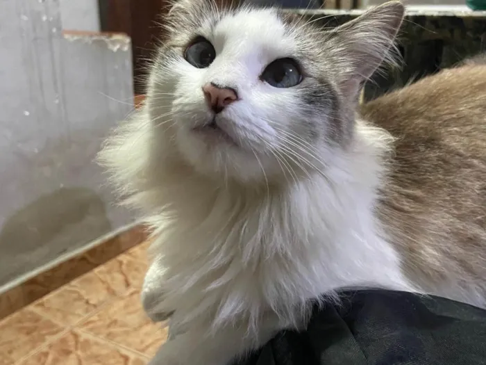 Gato ra a SRD-ViraLata idade 2 anos nome Clarice 