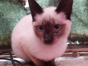 Gato raça Siamês idade 2 a 6 meses nome Gabriella cravo é canela
