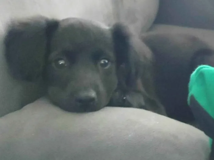 Cachorro ra a SRD-ViraLata idade 2 a 6 meses nome Fifi