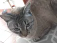 Chico