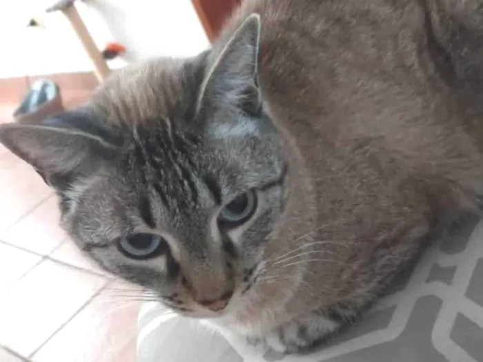 Gato ra a SRD-ViraLata idade 6 ou mais anos nome Chico