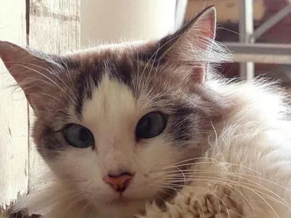 Gato raça SRD-ViraLata idade 2 anos nome Clarice 