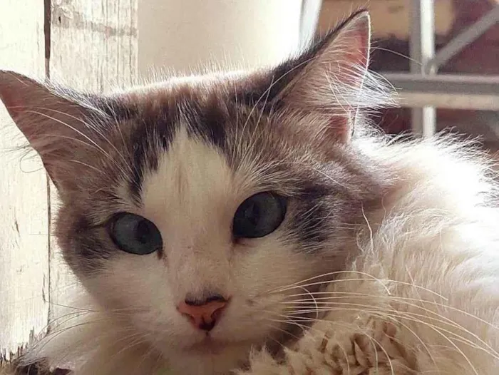 Gato ra a SRD-ViraLata idade 2 anos nome Clarice 