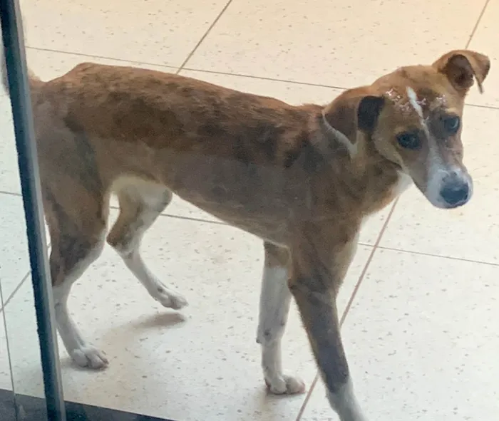 Cachorro ra a SRD-ViraLata idade 7 a 11 meses nome Mel