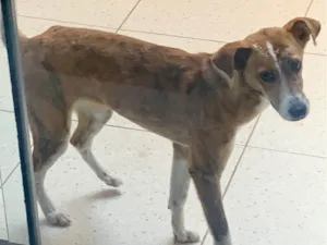 Cachorro raça SRD-ViraLata idade 7 a 11 meses nome Mel