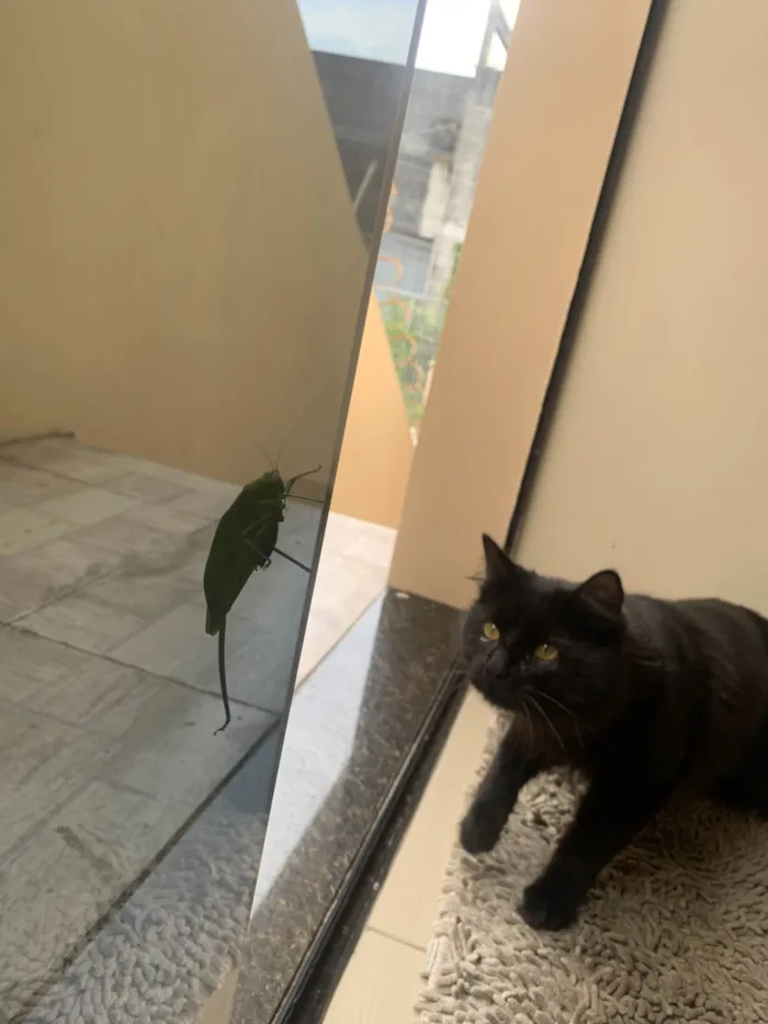 Gato ra a Maine Coon idade 7 a 11 meses nome 99  