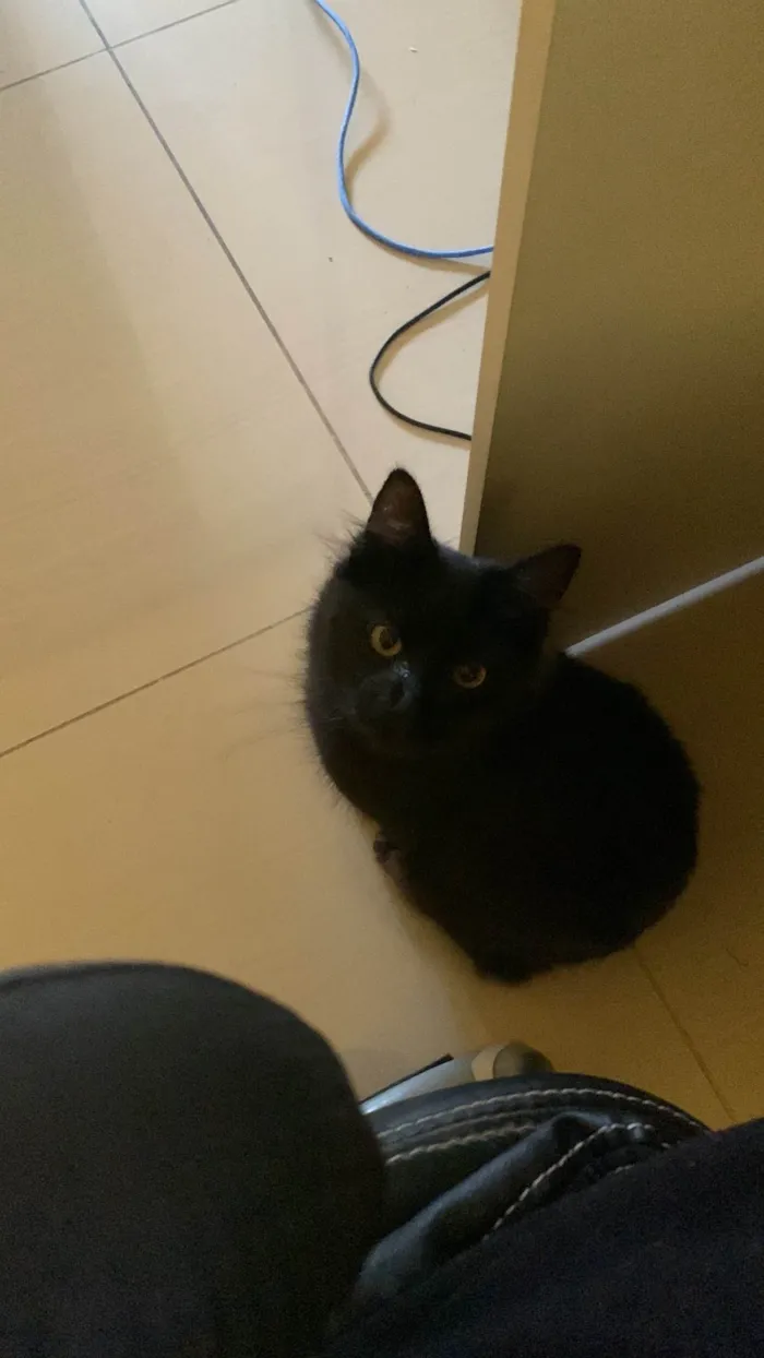 Gato ra a Maine Coon idade 7 a 11 meses nome 99  