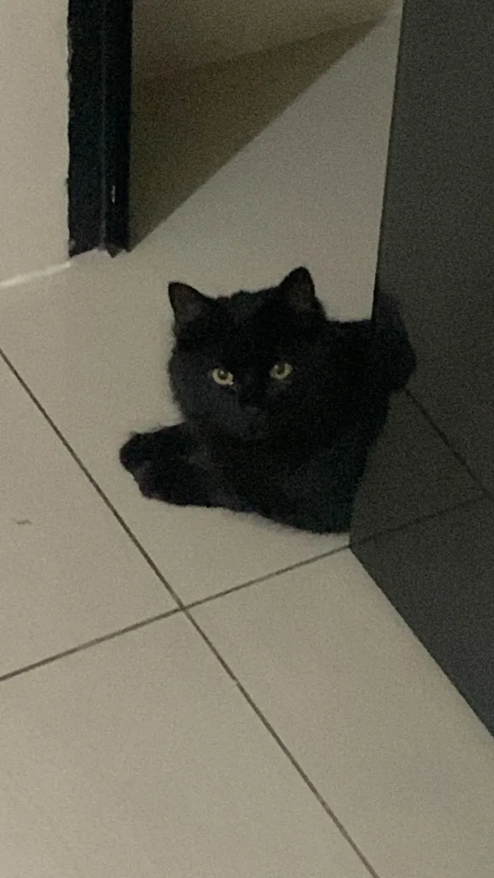 Gato ra a Maine Coon idade 7 a 11 meses nome 99  