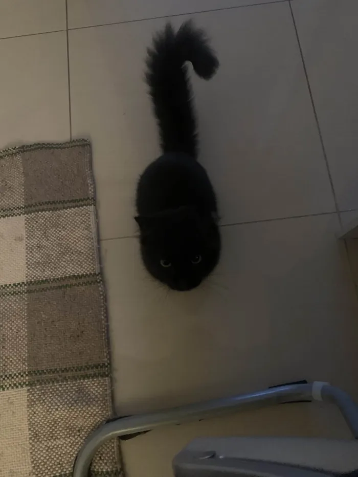 Gato ra a Maine Coon idade 7 a 11 meses nome 99  