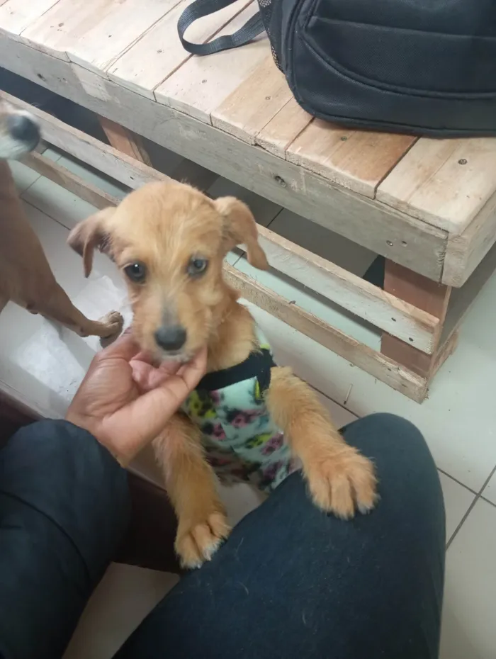 Cachorro ra a SRD-ViraLata idade 2 a 6 meses nome Samantha