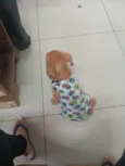 Samantha