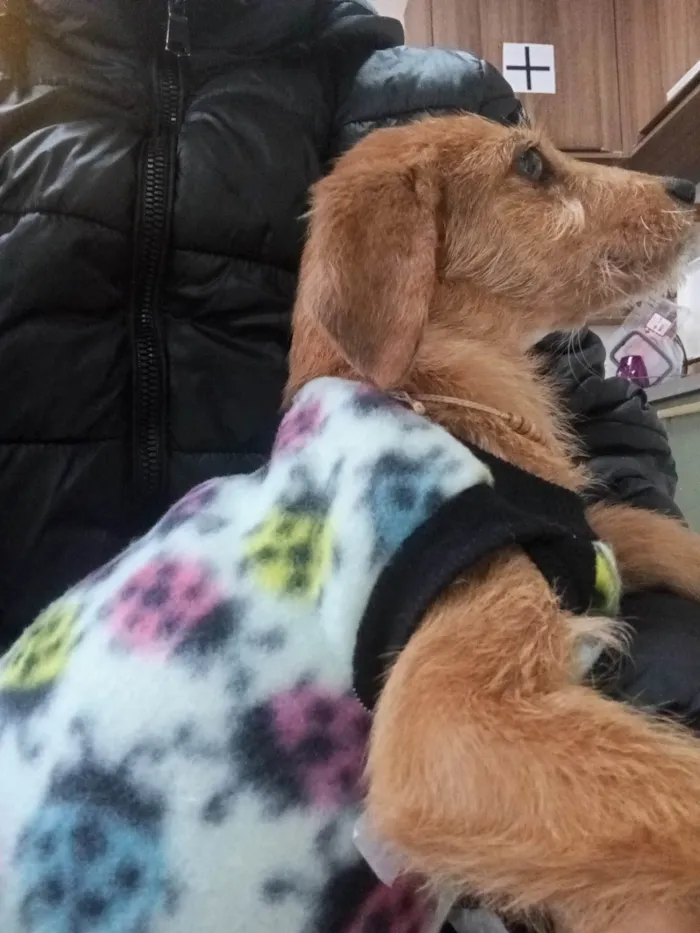 Cachorro ra a SRD-ViraLata idade 2 a 6 meses nome Samantha