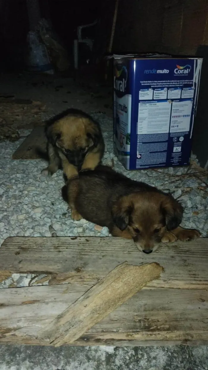 Cachorro ra a SRD-ViraLata idade 2 a 6 meses nome Caramelos 