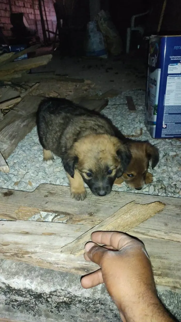 Cachorro ra a SRD-ViraLata idade 2 a 6 meses nome Caramelos 