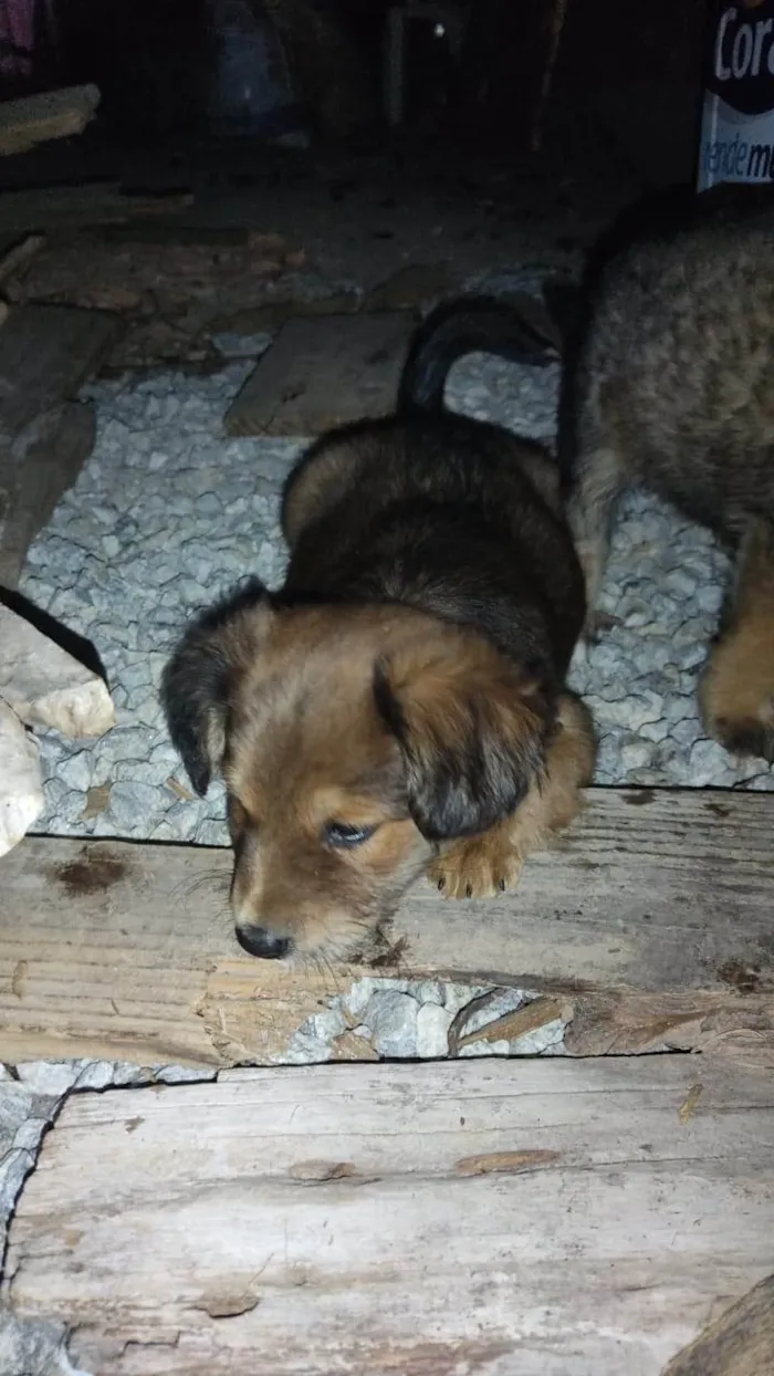 Cachorro ra a SRD-ViraLata idade 2 a 6 meses nome Caramelos 