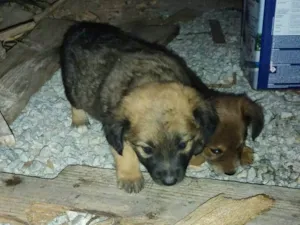 Cachorro raça SRD-ViraLata idade 2 a 6 meses nome Caramelos 