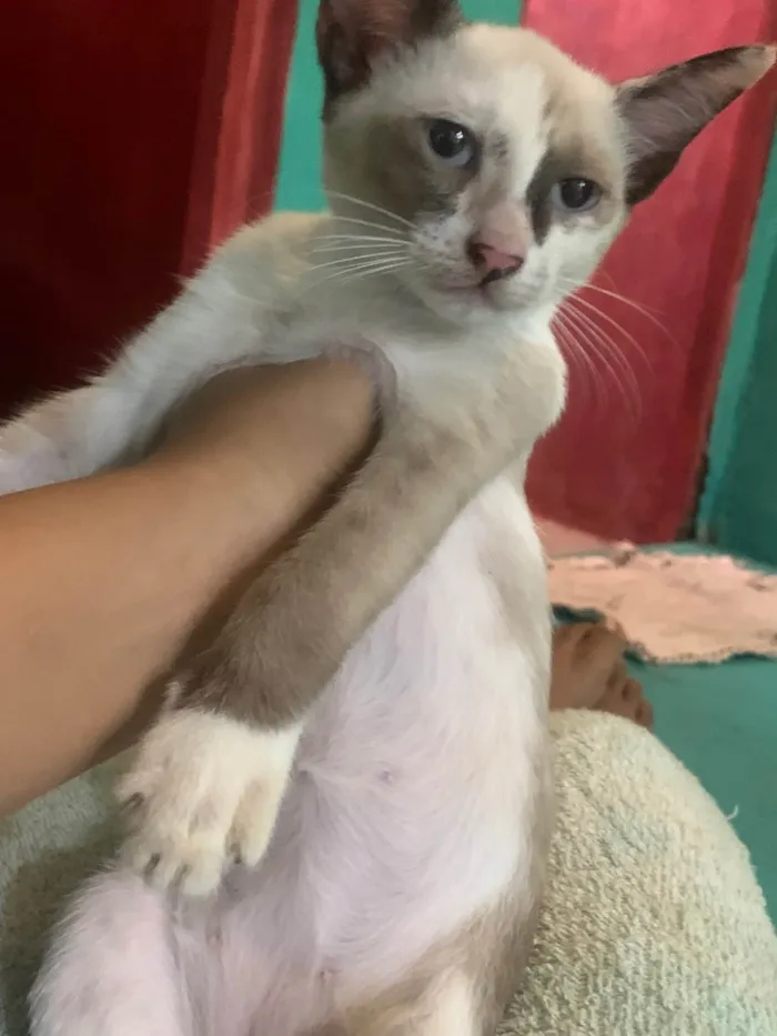 Gato ra a SRD-ViraLata idade 7 a 11 meses nome Maria
