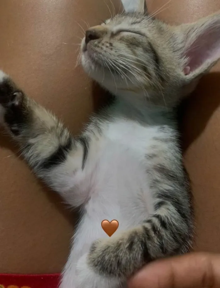Gato ra a SRD-ViraLata idade 7 a 11 meses nome Maria