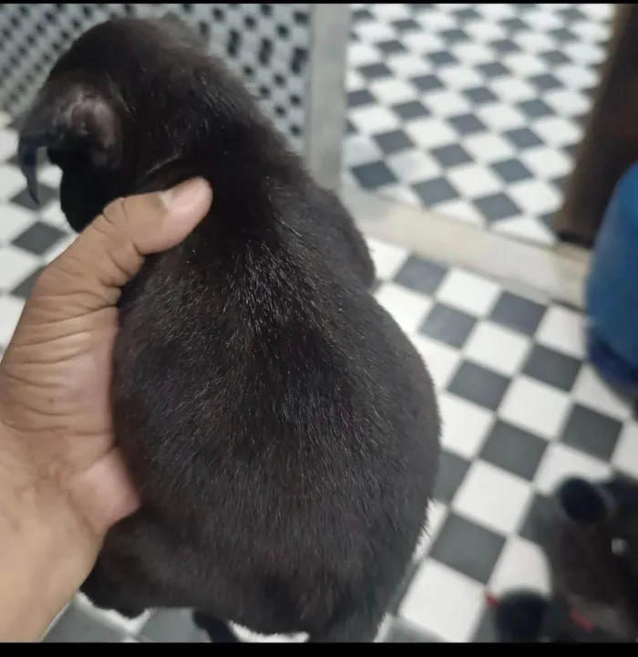 Cachorro ra a SRD-ViraLata idade Abaixo de 2 meses nome Nina, Princesa, Aurora, Tor, Bradoque e Caramelo
